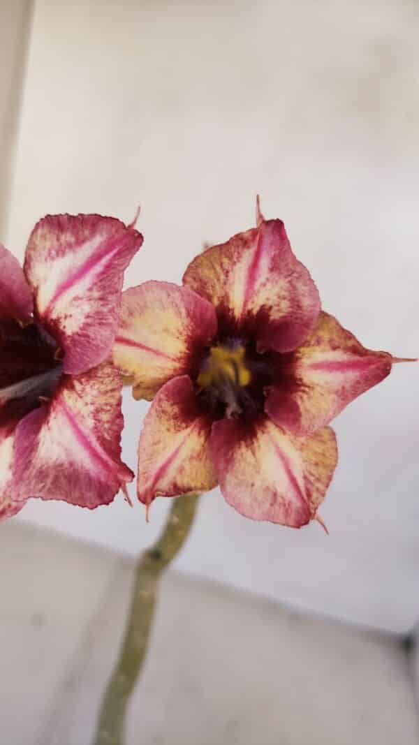 Planta Simples 3060 – 30cm – 02 anos - Imagem 1