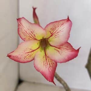 Planta Simples 3061 – 30cm – 03 anos