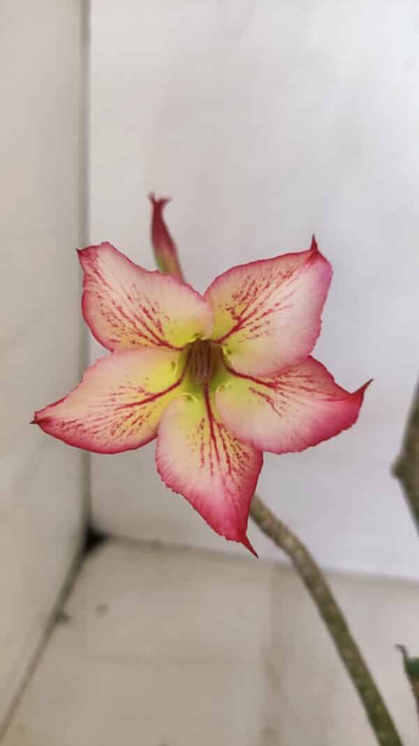 Planta Simples 3061 – 30cm – 03 anos - Imagem 1