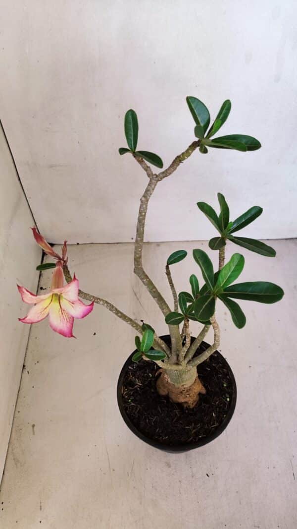 Planta Simples 3061 – 30cm – 03 anos - Imagem 7