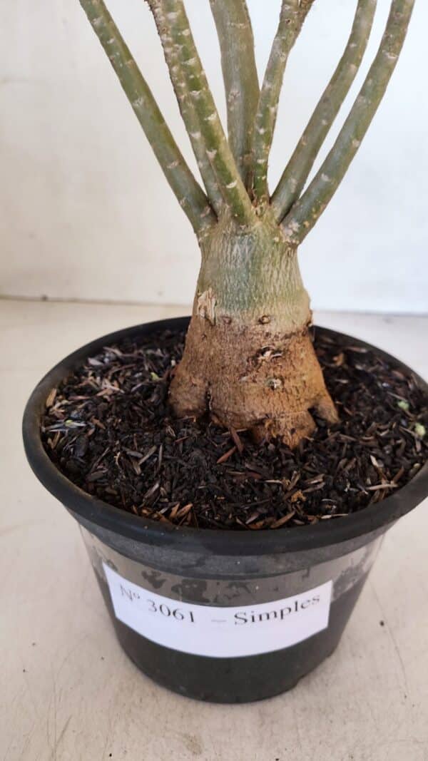 Planta Simples 3061 – 30cm – 03 anos - Imagem 6