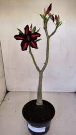 Planta Simples 3062 – 35cm – 03 anos - Imagem 2