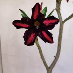Planta Simples 3062 – 35cm – 03 anos