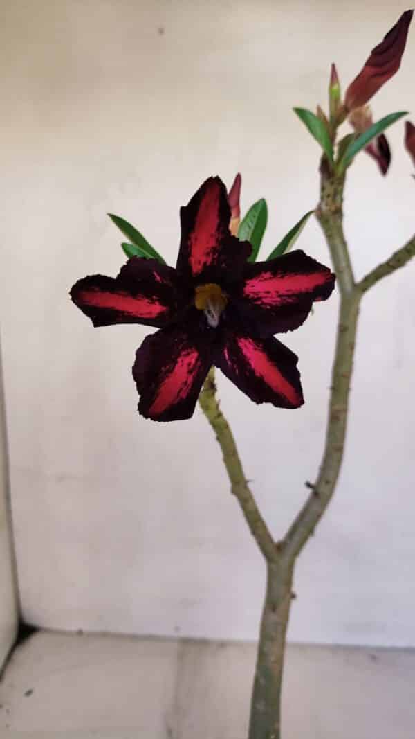 Planta Simples 3062 – 35cm – 03 anos - Imagem 1