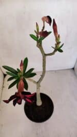Planta Simples 3062 – 35cm – 03 anos - Imagem 4