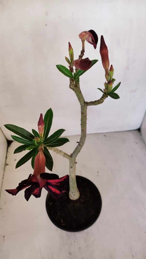 Planta Simples 3062 – 35cm – 03 anos - Imagem 4
