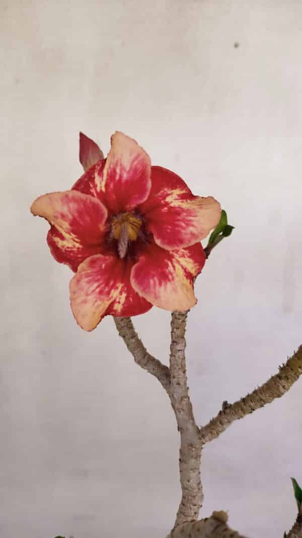 Planta Simples 3063 – 35cm – 03 anos - Imagem 1