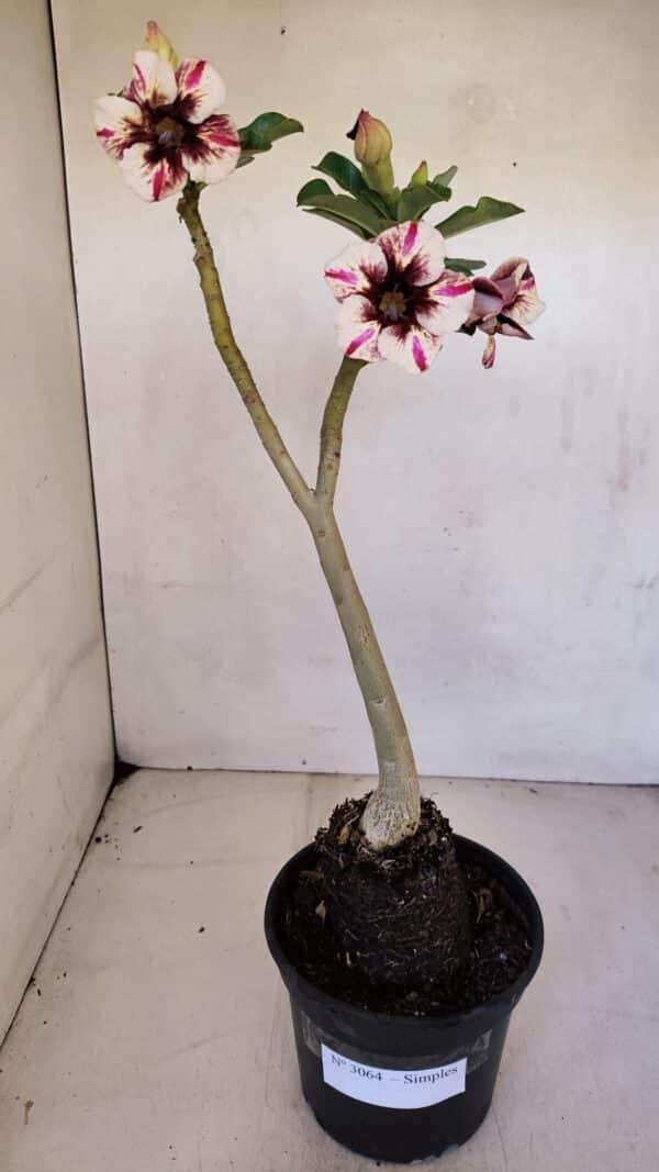 Planta Simples 3064 – 35cm – 03 anos - Imagem 2
