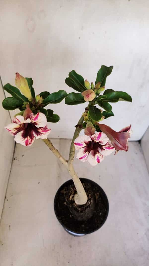 Planta Simples 3064 – 35cm – 03 anos - Imagem 6