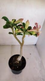 Planta Simples 3064 – 35cm – 03 anos - Imagem 5