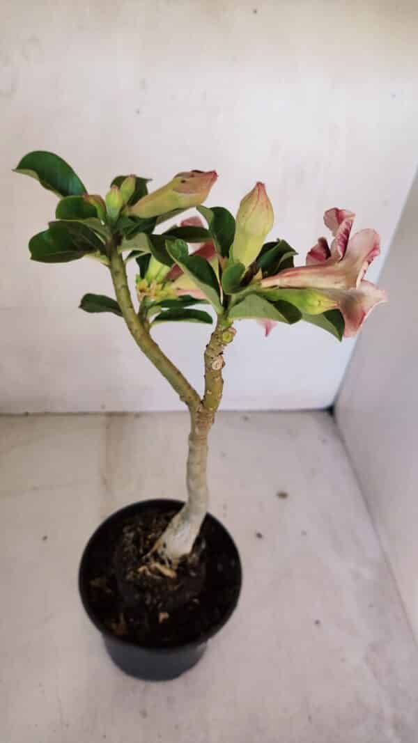 Planta Simples 3064 – 35cm – 03 anos - Imagem 5