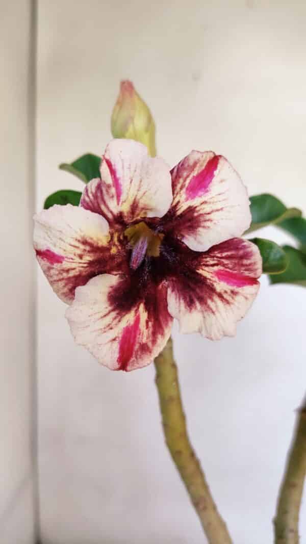 Planta Simples 3064 – 35cm – 03 anos - Imagem 1