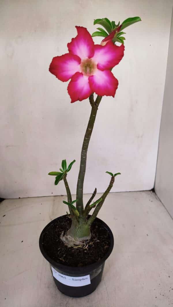 Planta Simples 3065 – 35cm – 03 anos - Imagem 2