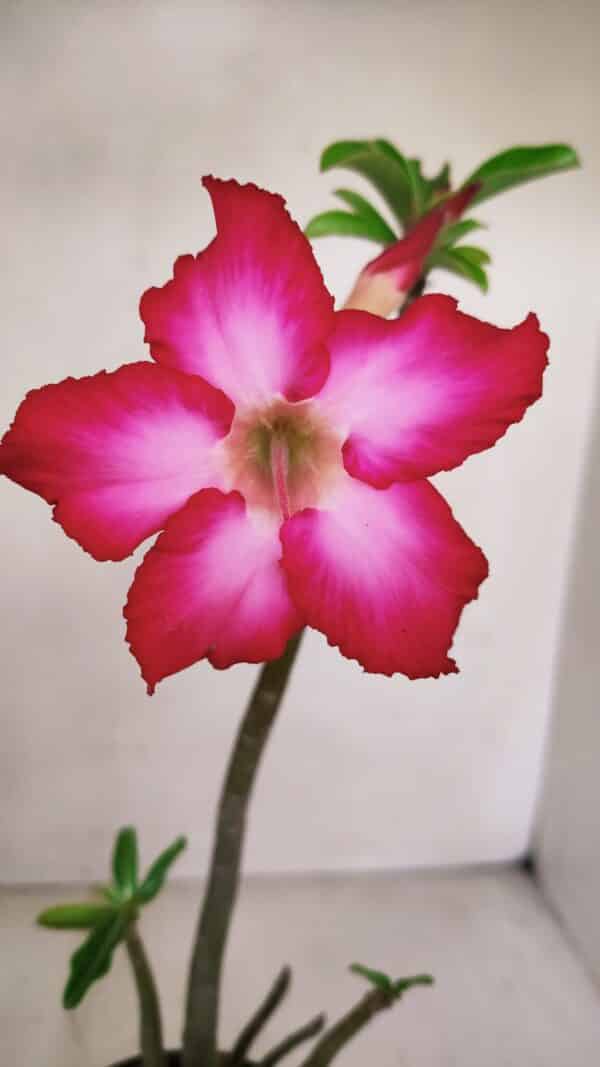 Planta Simples 3065 – 35cm – 03 anos - Imagem 1