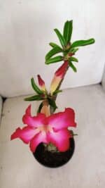 Planta Simples 3065 – 35cm – 03 anos - Imagem 4
