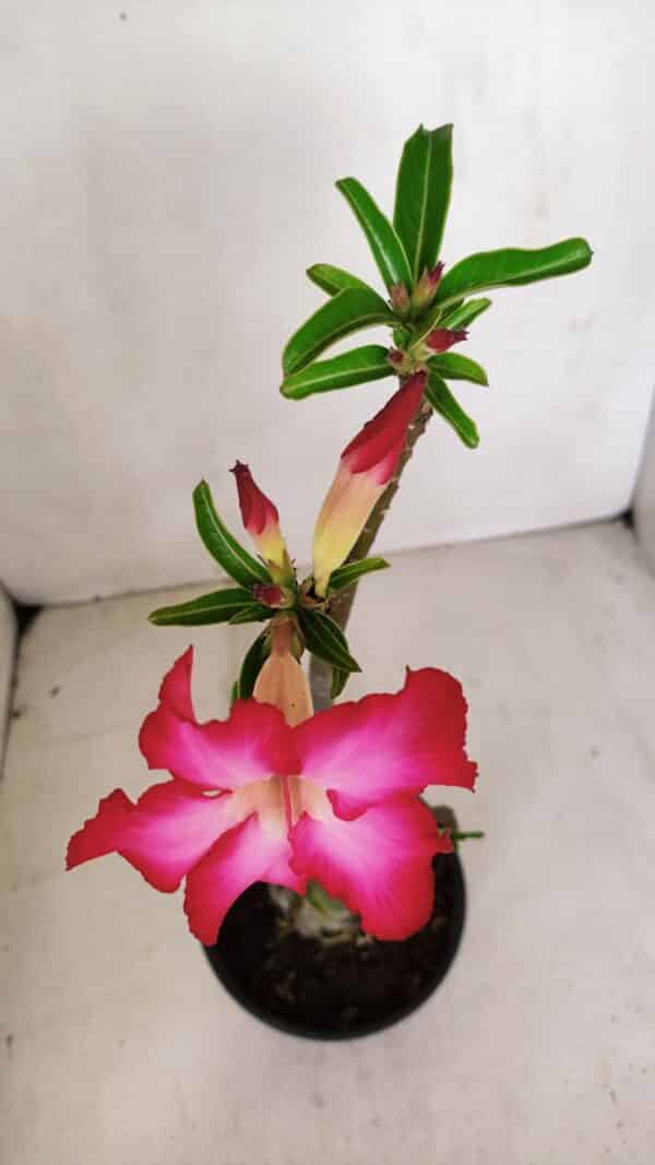 Planta Simples 3065 – 35cm – 03 anos - Imagem 4