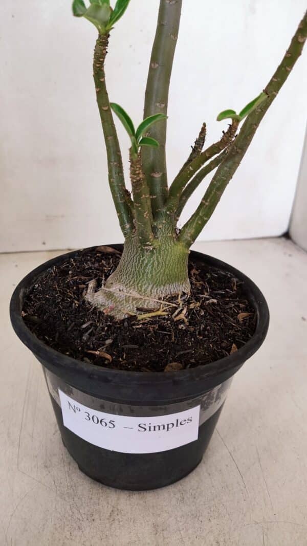 Planta Simples 3065 – 35cm – 03 anos - Imagem 7