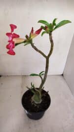 Planta Simples 3065 – 35cm – 03 anos - Imagem 6
