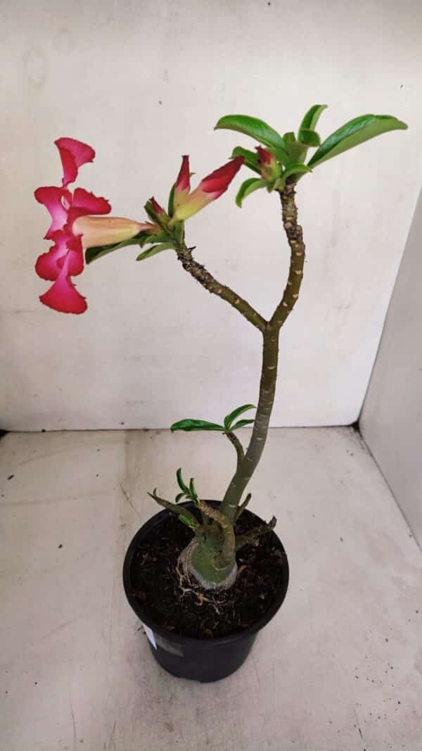 Planta Simples 3065 – 35cm – 03 anos - Imagem 6