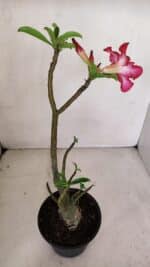 Planta Simples 3065 – 35cm – 03 anos - Imagem 5