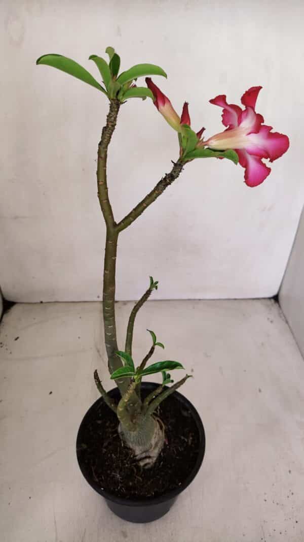 Planta Simples 3065 – 35cm – 03 anos - Imagem 5