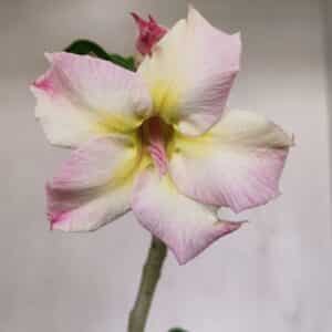 Planta Simples 3066 – 30cm – 02 anos