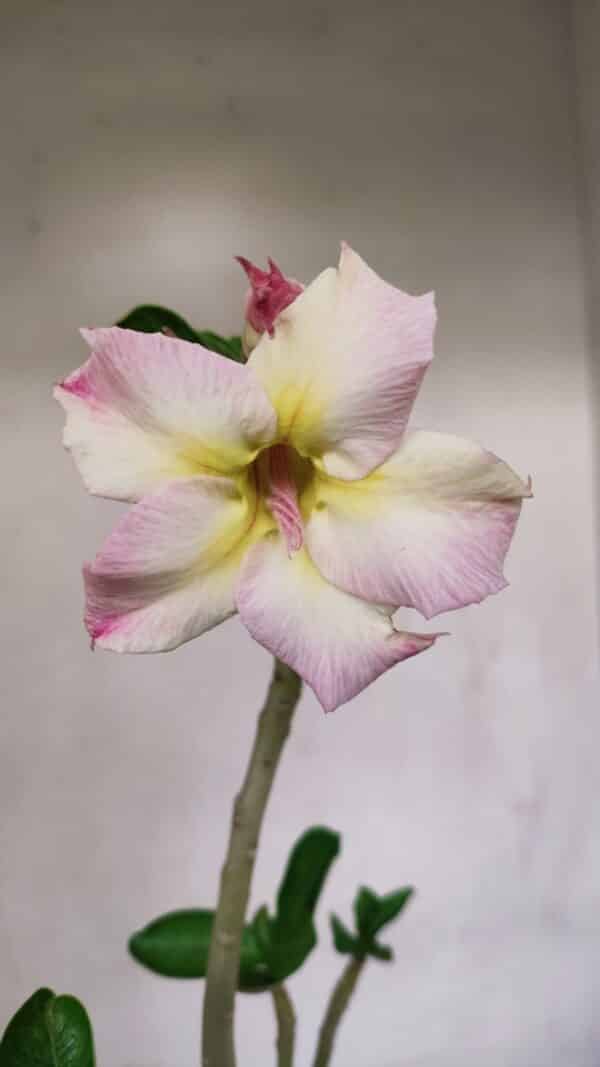 Planta Simples 3066 – 30cm – 02 anos - Imagem 1