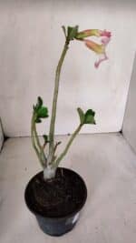 Planta Simples 3066 – 30cm – 02 anos - Imagem 6