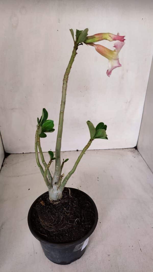 Planta Simples 3066 – 30cm – 02 anos - Imagem 6