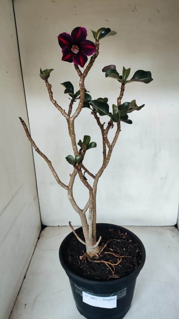 Planta Simples 3067 – 50cm – 03 anos - Imagem 2