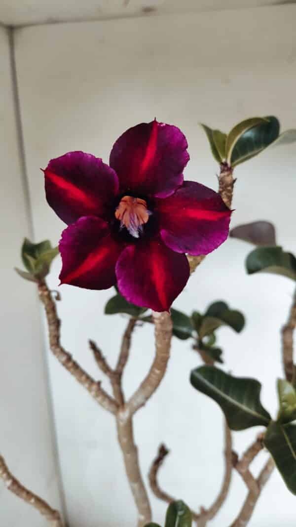 Planta Simples 3067 – 50cm – 03 anos - Imagem 1