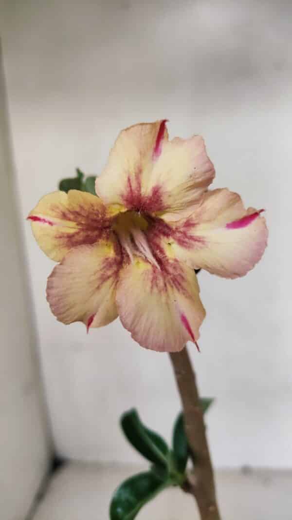 Planta Simples 3068 – 30cm – 02 anos - Imagem 1