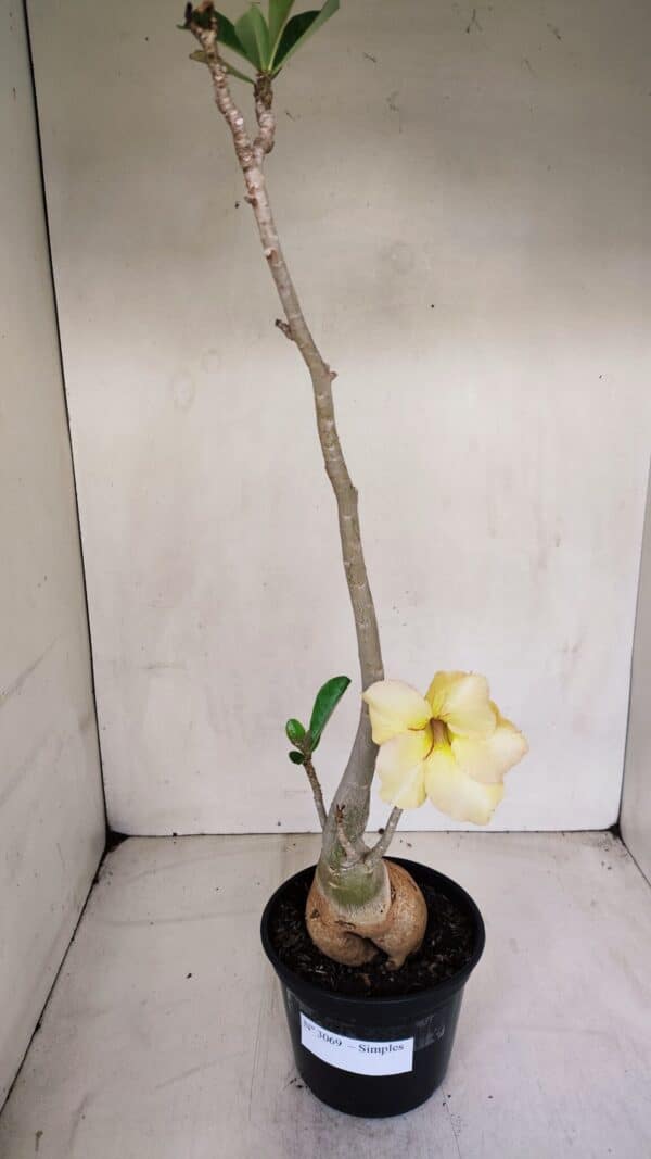 Planta Simples 3069 – 40cm – 03 anos - Imagem 2