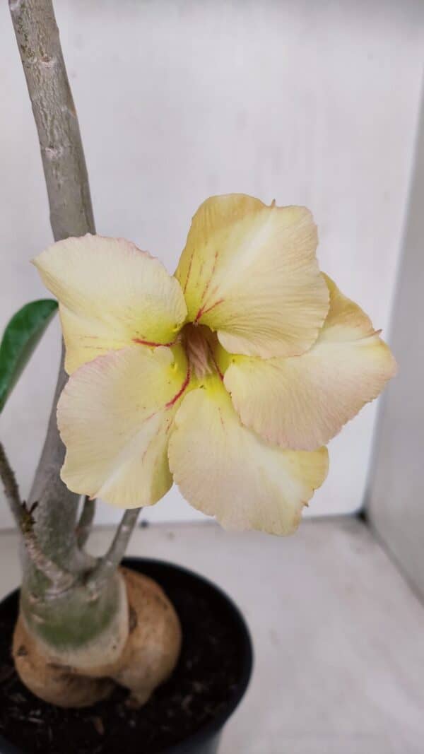 Planta Simples 3069 – 40cm – 03 anos - Imagem 1