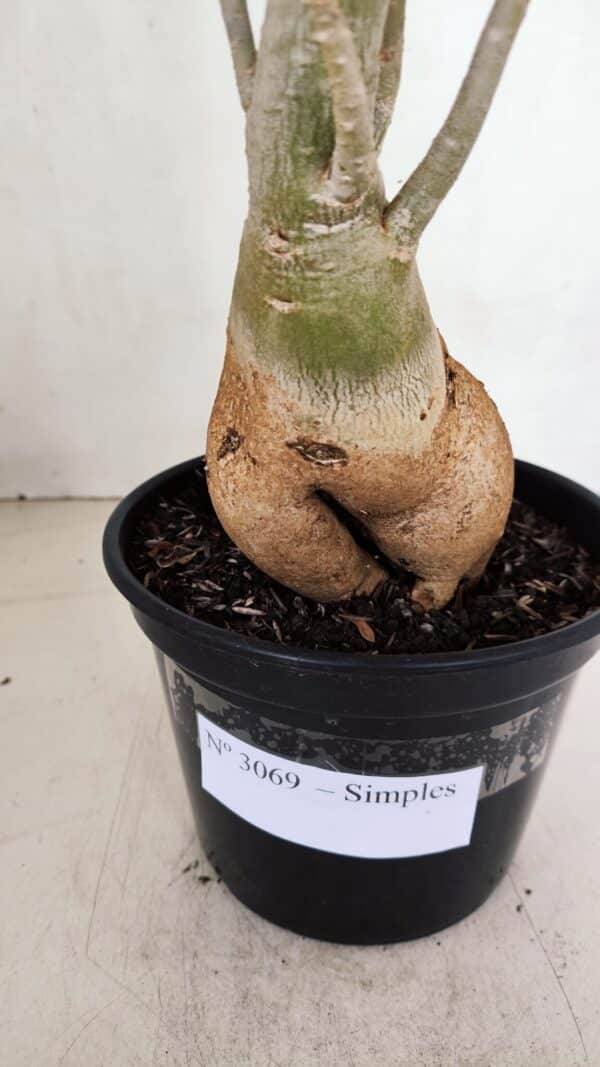 Planta Simples 3069 – 40cm – 03 anos - Imagem 5