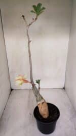 Planta Simples 3069 – 40cm – 03 anos - Imagem 8