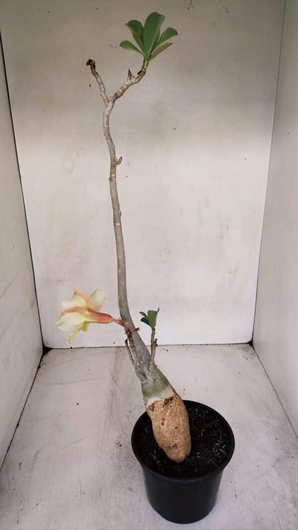 Planta Simples 3069 – 40cm – 03 anos - Imagem 8