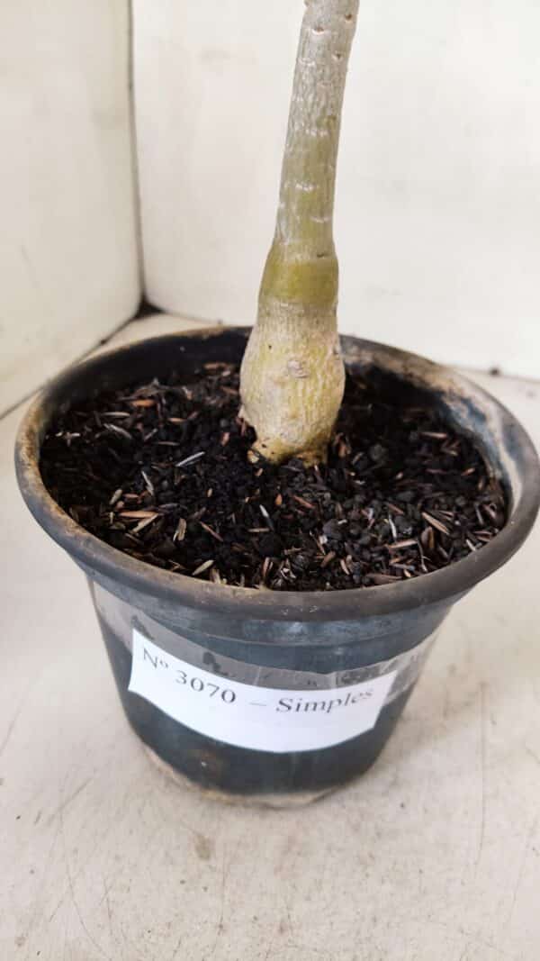 Planta Simples 3070 – 30cm – 02 anos - Imagem 5