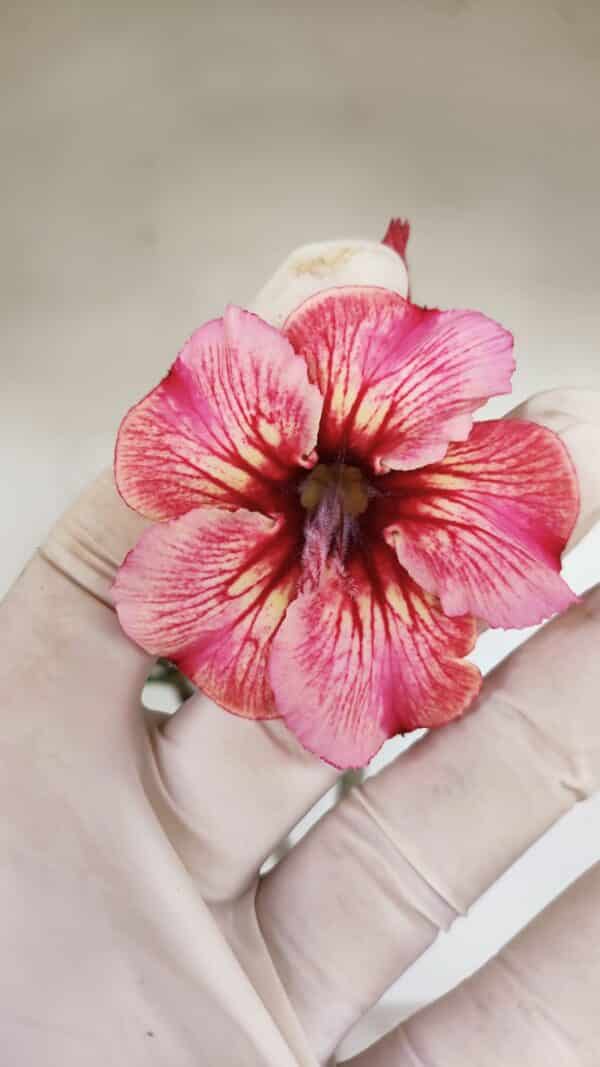 Planta Simples 3070 – 30cm – 02 anos - Imagem 1