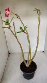 Planta Simples 3072 – 35cm – 03 anos - Imagem 6