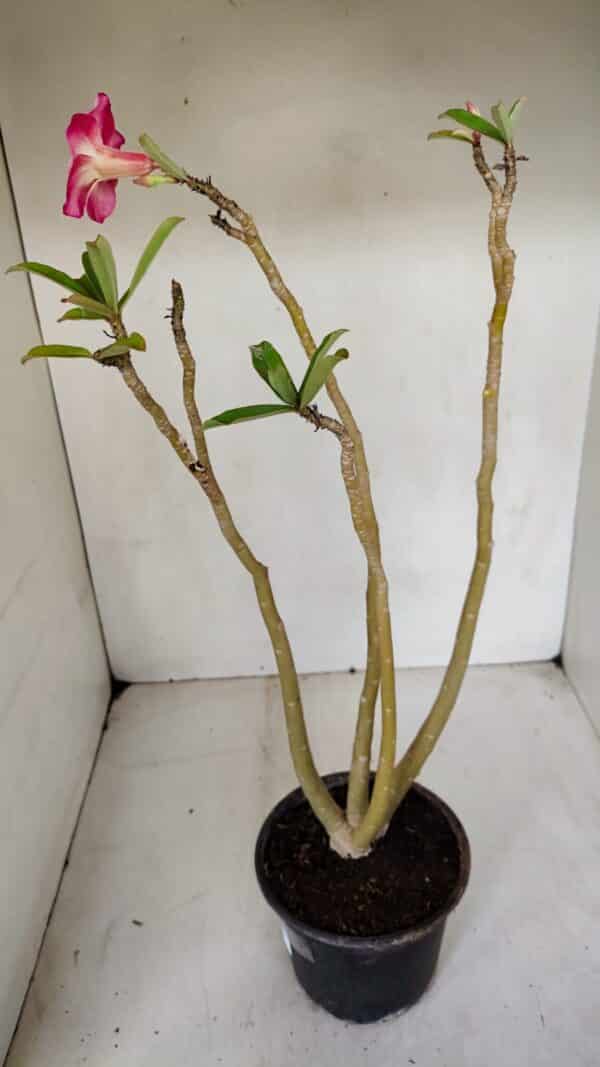 Planta Simples 3072 – 35cm – 03 anos - Imagem 6