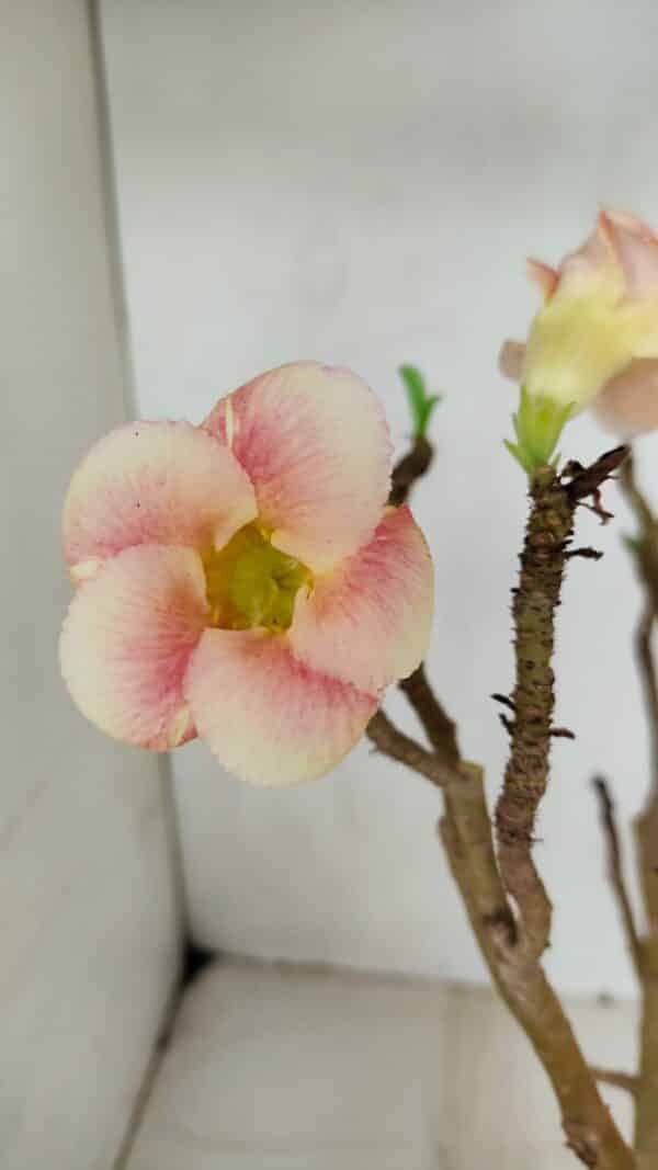 Planta Simples 3071 – 35cm – 03 anos - Imagem 1
