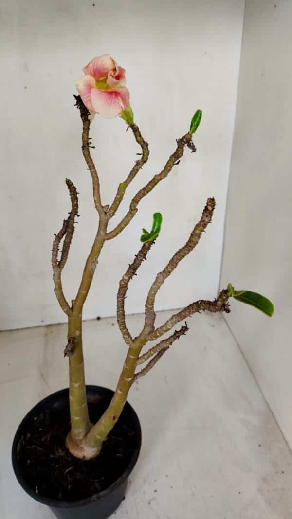 Planta Simples 3071 – 35cm – 03 anos - Imagem 5