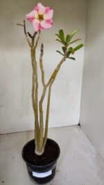 Planta Simples 3072 – 35cm – 03 anos - Imagem 2