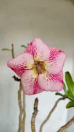 Planta Simples 3072 – 35cm – 03 anos