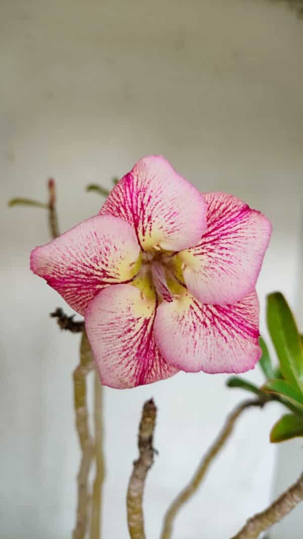 Planta Simples 3072 – 35cm – 03 anos - Imagem 1