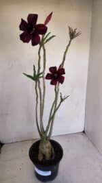 Planta Simples 3073 – 40cm – 03 anos - Imagem 2