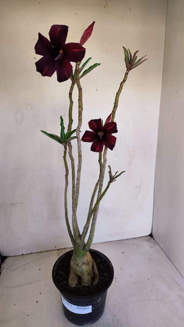 Planta Simples 3073 – 40cm – 03 anos - Imagem 2
