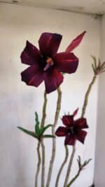 Planta Simples 3073 – 40cm – 03 anos