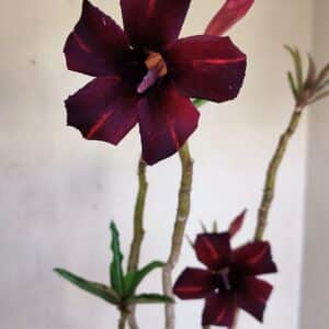 Planta Simples 3073 – 40cm – 03 anos